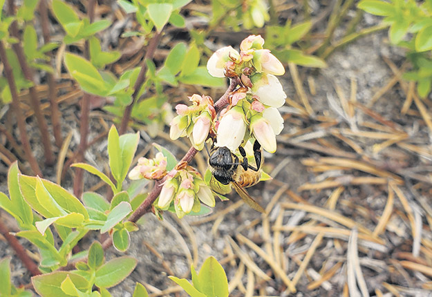 Le vieillissement des bleuetières et l’augmentation des superficies de culture provoquent une croissance des besoins en pollinisation depuis quelques années. Photo : Gracieuseté de Nicolas Pedneault