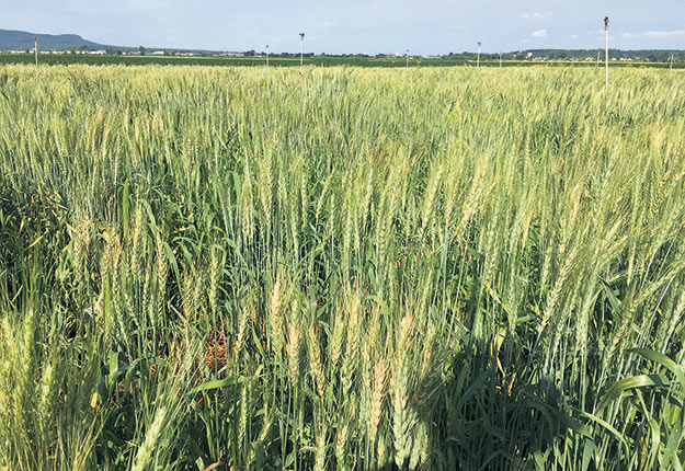 Chaque année, des milliers de lignées sont testées sous inoculation artificielle et irrigation afin de conférer les conditions optimales pour l’infection par le Fusarium. Photo : Gracieuseté du CÉROM