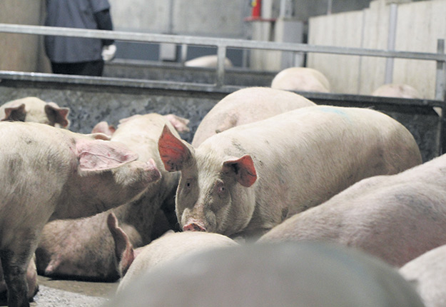 Les éleveurs de porcs du Québec ont consenti à vendre leurs porcs moins cher pour aider les transformateurs à traverser un contexte économique difficile. Photo : Myriam Laplante El Haïli/Archives TCN