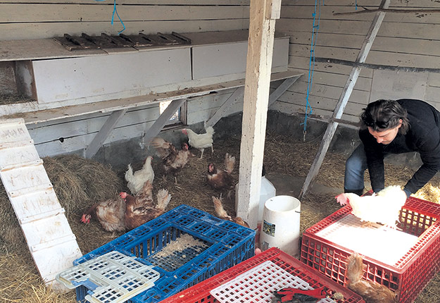 Une quinzaine de poules, un coq et deux porcelets ont été donnés à la ferme d’accueil par l’Institut de technologie agroalimentaire du Québec à Saint-Hyacinthe. Photos : Claude Fortin