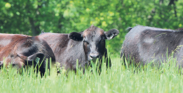 Les meilleurs outils de travail du sol pour les pâturages, ce sont les pattes des vaches, croit le formateur.