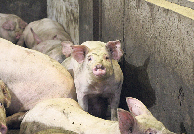 À long terme, le Brésil ne devrait pas prendre une grande place dans le marché canadien, à moins qu’un accord de libre-échange lui donne un avantage concurrentiel significatif. Photo : Patricia Blackburn/Archives-TCN