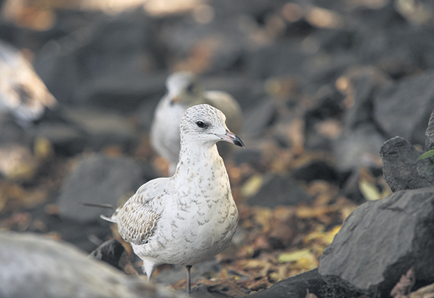 La grippe aviaire a été détectée chez une grande variété d’oiseaux sauvages, comme les oiseaux de proie et les goélands, alors que les oiseaux migrateurs étaient auparavant les principaux vecteurs de la maladie. Photo : Archives/TCN