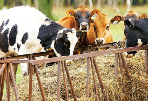 Tout le milieu agricole devrait pro ter d’un mois de septembre plus chaud que la normale. Photo : Martin Ménard/Archives TCN