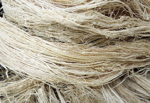 Un papier fabriqué à partir de fibres de bananier pour se débarrasser du nématode à kyste. Photo : Shutterstock