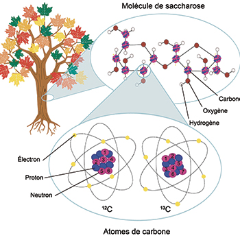 Figure 1. Schéma des deux isotopes de carbone 12C et 13C retrouvés dans la nature et absorbés par les plantes à des ratios différents. Ces atomes de carbones sont utilisés par les plantes pour former des éléments nutritifs qui se retrouvent dans la sève d’érable, comme le saccharose représenté dans ce schéma.