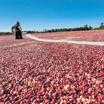 Les rendements de canneberges sous régie conventionnelle s’annoncent au-dessus de la moyenne en 2022, contrairement aux dernières années, où les stocks ont été à la baisse. Photo : Gracieuseté de l’entreprise Pampev