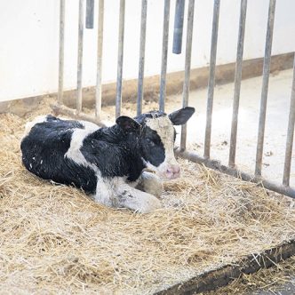 Les fermes laitières produisant des veaux jugés de bonne qualité à l’encan ou des veaux performants pour les fermes de veaux lourds seront retenues pour le projet. Photo : Les Producteurs de bovins du Québec