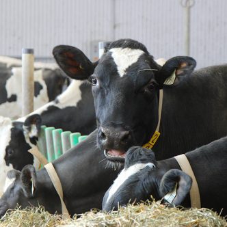 Rappelons qu’au 1er février 2022, le prix du lait payé aux producteurs avait été augmenté de 8,4 %, afin de compenser la flambée des coûts des intrants à la ferme de 2020 à 2021. Étant donné le contexte inflationniste exceptionnel, une autre hausse de l’ordre de 2,5 % a ensuite été accordée pour le 1er septembre 2022. Photo : Archives TCN/Patricia Blackburn