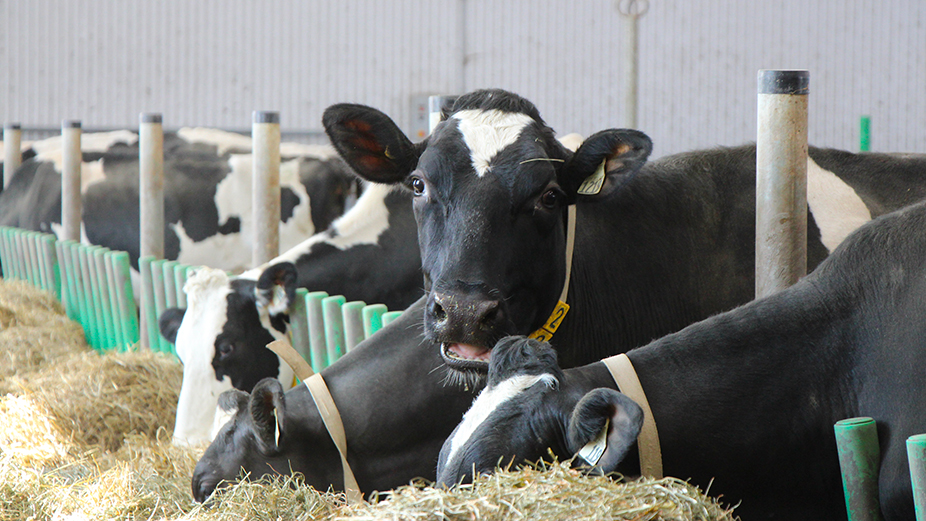 Rappelons qu’au 1er février 2022, le prix du lait payé aux producteurs avait été augmenté de 8,4 %, afin de compenser la flambée des coûts des intrants à la ferme de 2020 à 2021. Étant donné le contexte inflationniste exceptionnel, une autre hausse de l’ordre de 2,5 % a ensuite été accordée pour le 1er septembre 2022. Photo : Archives TCN/Patricia Blackburn