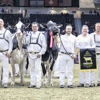 Les représentants de la Ferme Jacobs estiment que le groupe de vache présenté à la Royal Winter Fair 2022 de Toronto est le plus beau que la famille a exposé. Photo : Gracieuseté de la Ferme Jacobs