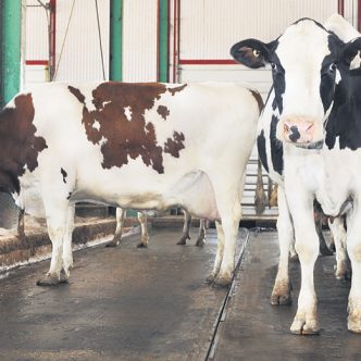 Selon les études, près de 90 % des troupeaux dans les fermes laitières du pays compteraient au moins une vache positive à la leucose bovine. Photo : Lactanet Canada