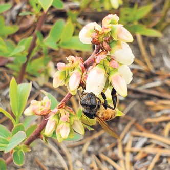 Les producteurs de bleuets sauvages devront désormais prévoir une pollinisation suffisante de leurs champs s’ils souhaitent être couverts par leur assurance récolte. Photo : Archives/TCN