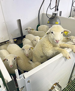 L’installation de deux pouponnières a permis de faire passer la production d’agneaux de 3 300 à 4 500 par année, soit une augmentation de 36 %. Photo : Gracieuseté de Karine Fortier