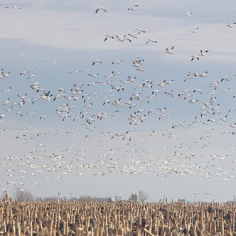 Des oies blanches observées en grand nombre dans un champ de maïs de Sainte-Martine, en Montérégie, le 2 décembre. Photo : Patricia Blackburn/TCN