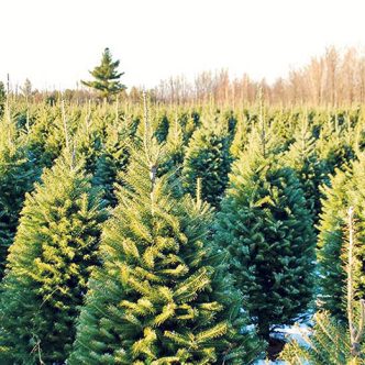 Plus de 1 443 000 sapins québécois ont été exportés l’année dernière, dont une grande partie aux États-Unis, mais quelques-uns d’entre eux se sont rendus aussi loin qu’en Thaïlande. Photo : Archives/TCN