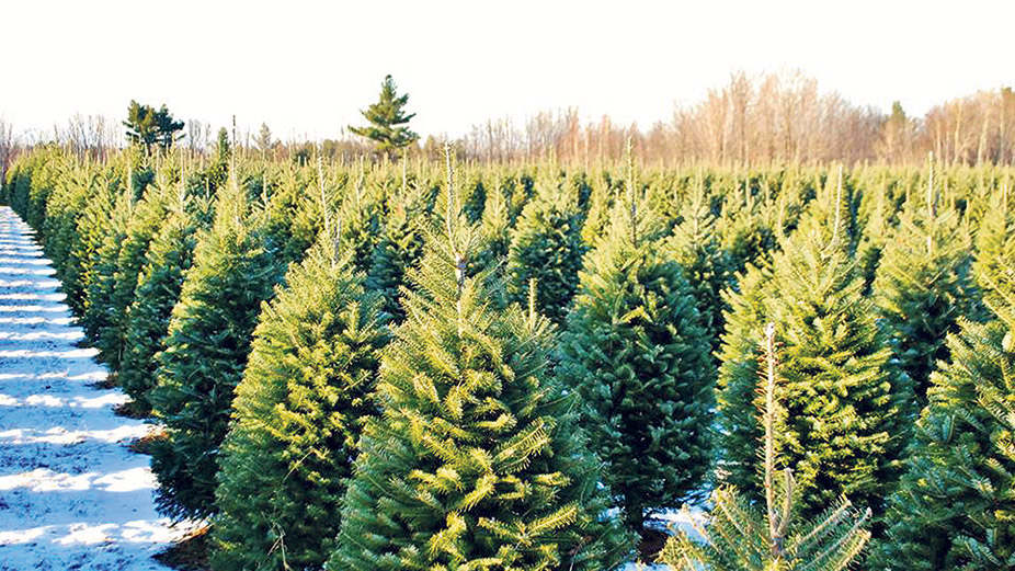 Plus de 1 443 000 sapins québécois ont été exportés l’année dernière, dont une grande partie aux États-Unis, mais quelques-uns d’entre eux se sont rendus aussi loin qu’en Thaïlande. Photo : Archives/TCN