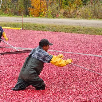 Le président de l’Association des producteurs de canneberges du Québec, Vincent Godin, qualifie la récolte 2022 de « spectaculaire ». Photo : Gracieuseté de Pampev