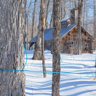 L’évaluation du terrain de l’érablière réalisée par la municipalité inclut une valeur associée au contingent de production de sirop d’érable. Photo : Shutterstock