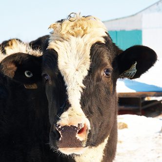 Le Québec vient d’enregistrer le cinquième mois de janvier le plus chaud de son histoire. Ce ne sont pas les vaches à l’extérieur qui vont s’en plaindre! Photo : Martin Ménard/TCN