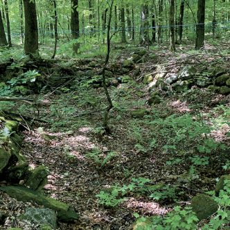 Les érablières situées plus au sud du Québec sur des sols acides et minces seraient particulièrement vulnérables aux changements globaux. Photo : Martin Ménard/Archives TCN