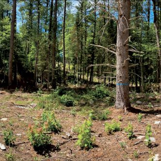 Photographie panoramique d’une trouée récente dans une coupe progressive irrégulière à la Forêt expérimentale de Petawawa. Photo : Gracieuseté de Nelson Thiffault