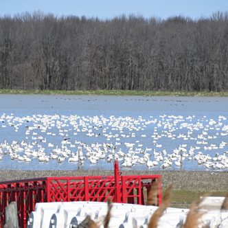 Le lac Saint-Pierre et sa plaine inondable, qui sert de halte migratoire à la sauvagine, à Baie-du-Febvre, dans le Centre-du-Québec. Photo : Pierre Saint-Yves