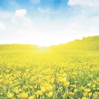 « As-tu entendu parler de ces producteurs du Lac-Saint-Jean qui sèment des pois avec leur canola? Ça fait une deuxième culture tout en combattant les mauvaises herbes. » - Jocelyne