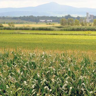 Si ses croix dorées forment aujourd’hui la toile de fond de nos paysages dans le sud du Québec, il n’en a pas toujours été ainsi pour le maïs-grain. Photo : Archives/TCN