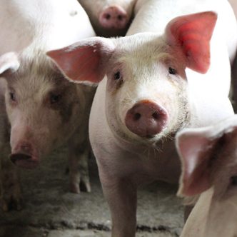 Olymel, principal transformateur de viande de porc de la province, veut réduire ses abattages de porcs québécois et ontariens d’un peu plus d’un million de têtes annuellement dès le mois de juin. Photo : Patricia Blackburn/TCN