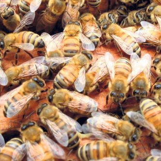 En 2018, la Commission européenne a interdit l’usage des néonicotinoïdes. Photo : Archives/TCN