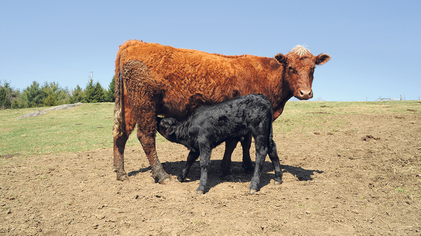 La pétition, écrite sous forme de résolution, indique que le cheptel de vaches de boucherie (vaches-veaux) a connu une diminution de 27,6 % entre 2012 et 2022. Durant la même décennie, le nombre de bouvillons a chuté de 52,9 %. Photo : Archives/TCN