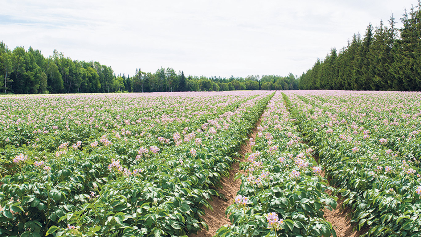 Si le Québec regroupe 20,8 % des producteurs de pommes de terre du pays, sa part des superficies ensemencées représentait 12,2 % de l’ensemble national en 2021, loin derrière l’Île du-Prince-Édouard (22,3 %) et le Manitoba (20,3 %). Photo : Archives/TCN