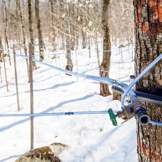 Les températures fraîches prévues au mois d’avril pourraient permettre d’étirer le temps des sucres. Photo : Archives/TCN