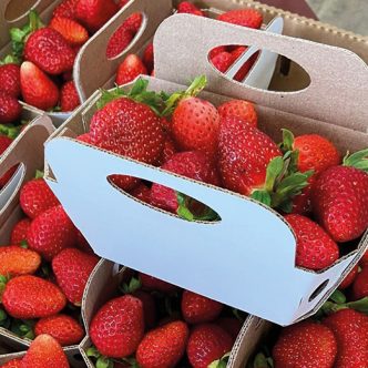 De grandes chaînes de détaillants alimentaires commercialiseront, à l’été 2023, un nouveau format de paniers de fraises de 750 ml. Photo : Gracieuseté de l’APFFQ