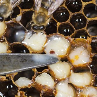 Une exposition prolongée à Varroa destructor occasionne une augmentation marquée des infections virales et une diminution des concentrations en sucres circulant dans les abeilles, ce qui pourrait permettre de prédire les risques de mortalité des ruches. Photo : Shutterstock