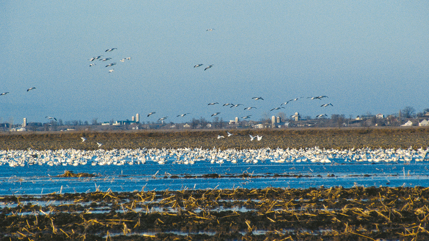 Le retour des oiseaux migrateurs, qui sont les principaux réservoirs du virus, accentue les risques d’une nouvelle vague de contaminations de grippe aviaire de souche hautement pathogène chez les oiseaux d’élevage. Photo : Patricia Blackburn/TCN