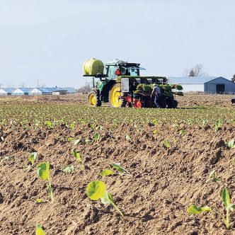 Les bonnes conditions météo ont encouragé les Fermes Alcaro, de Saint-Rémi, à devancer la transplantation de choux d’une dizaine de jours, en 2023, par rapport à la normale. Photo : tirée de Facebook