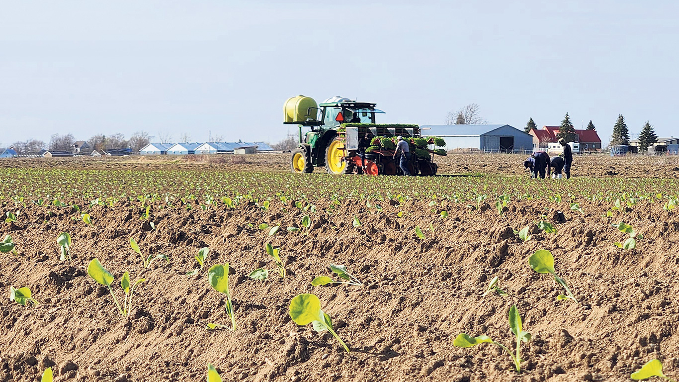 Les bonnes conditions météo ont encouragé les Fermes Alcaro, de Saint-Rémi, à devancer la transplantation de choux d’une dizaine de jours, en 2023, par rapport à la normale. Photo : tirée de Facebook