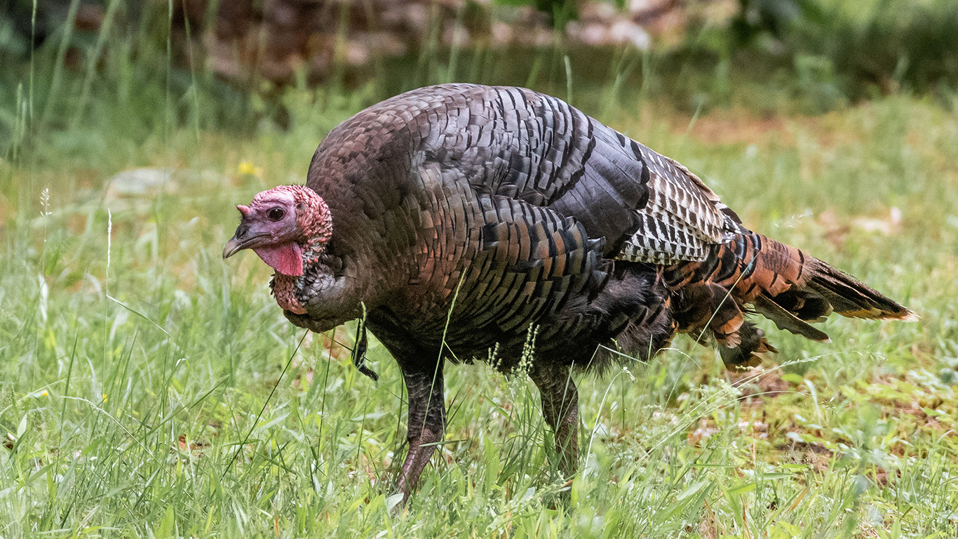 La présence de dindons sauvages à proximité des fermes inquiète de nombreux producteurs agricoles. Photo : Serge Labrosse/Archives TCN