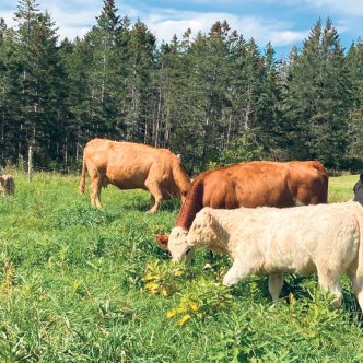 Au Ranch Clifton, l’herbe représente 80 % de l’alimentation du bétail. Photos : Gracieuseté du Ranch Clifton