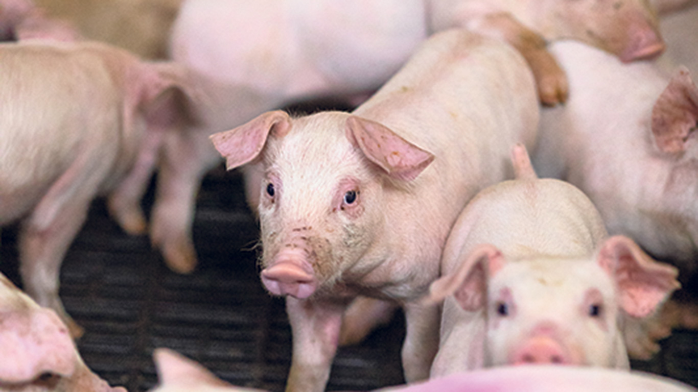 Avec la fermeture d’élevages porcins, les producteurs craignent une importante déstructuration des réseaux d’approvisionnement et de transport dans les mois à venir. Photos : Archives/TCN