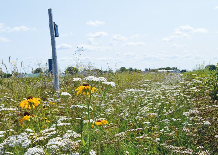 La bande florale semée par Marc-Antoine Pelletier s’est avérée un succès après trois ans. Photo : Gracieuseté de Marc-Antoine Pelletier