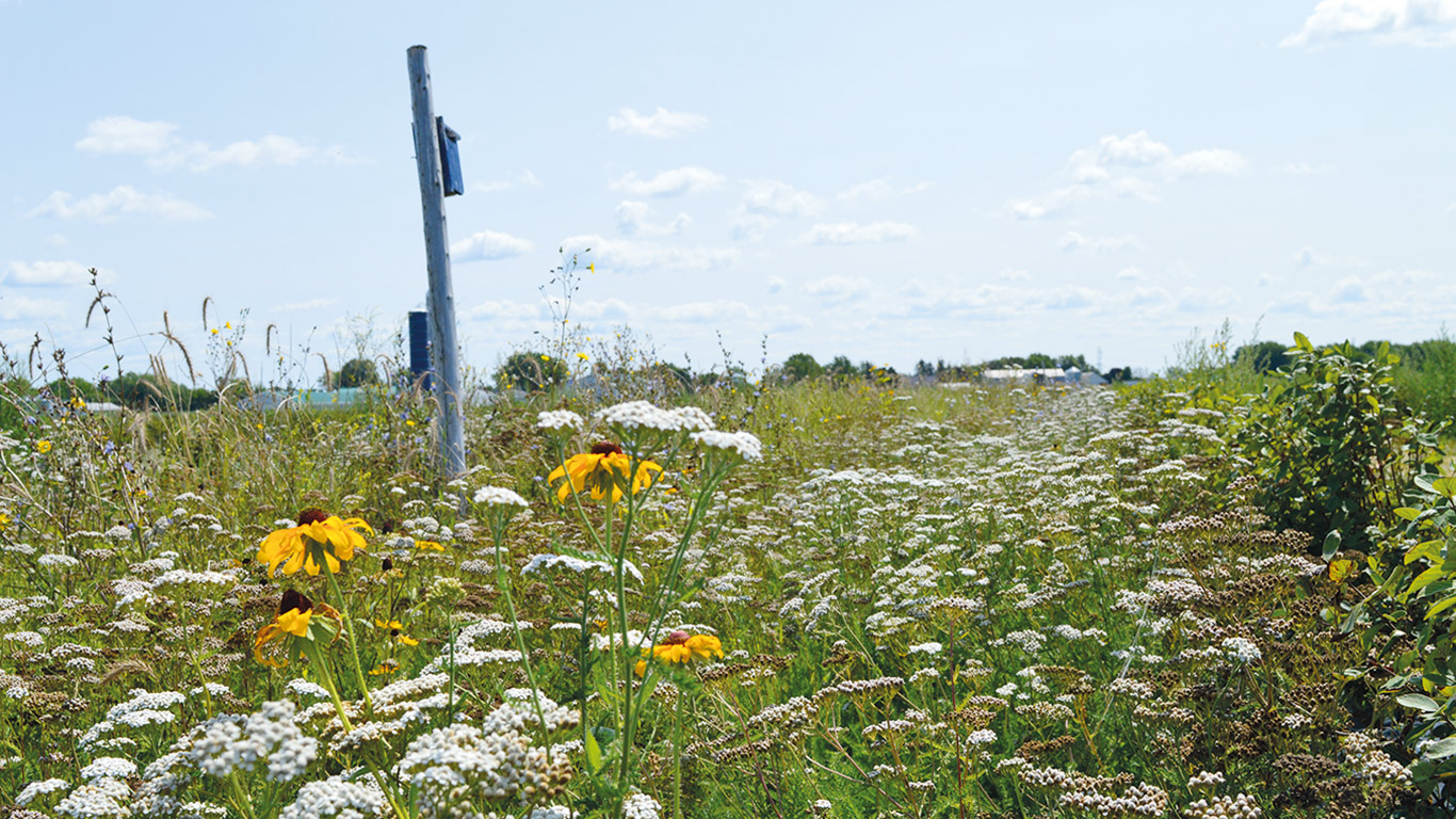 La bande florale semée par Marc-Antoine Pelletier s’est avérée un succès après trois ans. Photo : Gracieuseté de Marc-Antoine Pelletier