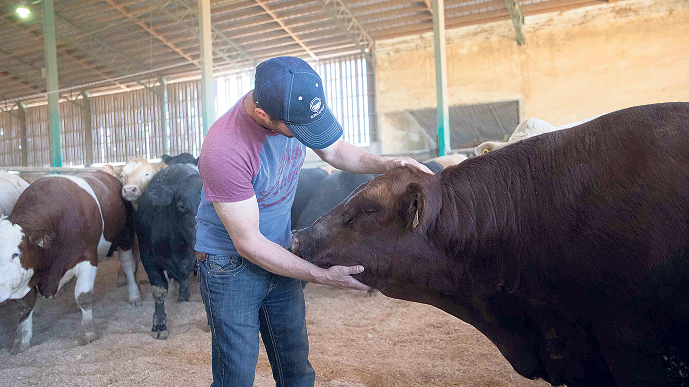 Montrez les soins apportés à vos animaux avec le programme de certification VBP+. Photo : Les Producteurs de bovins du Québec