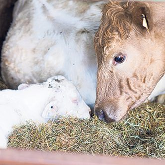 Pour freiner l’antibiorésistance, il faut utiliser le moins d’antibiotiques possible, autant chez les humains que chez les animaux. Photo : Martin Ménard / Archives TCN