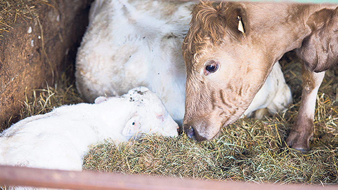 Pour freiner l’antibiorésistance, il faut utiliser le moins d’antibiotiques possible, autant chez les humains que chez les animaux. Photo : Martin Ménard / Archives TCN