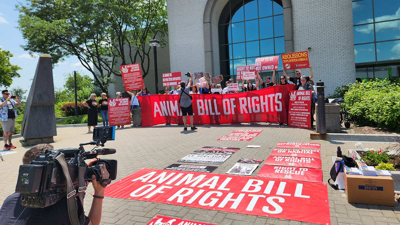 Une cinquantaine de manifestants étaient rassemblés au Palais de justice de Longueuil, le 20 juin, alors que 11 militants véganes s’apprêtaient à recevoir leur sentence après avoir été reconnus coupables, en avril dernier, d’introduction par effraction et de méfaits à la ferme Les Porgreg, en 2019. Photo : Patricia Blackburn/TCN