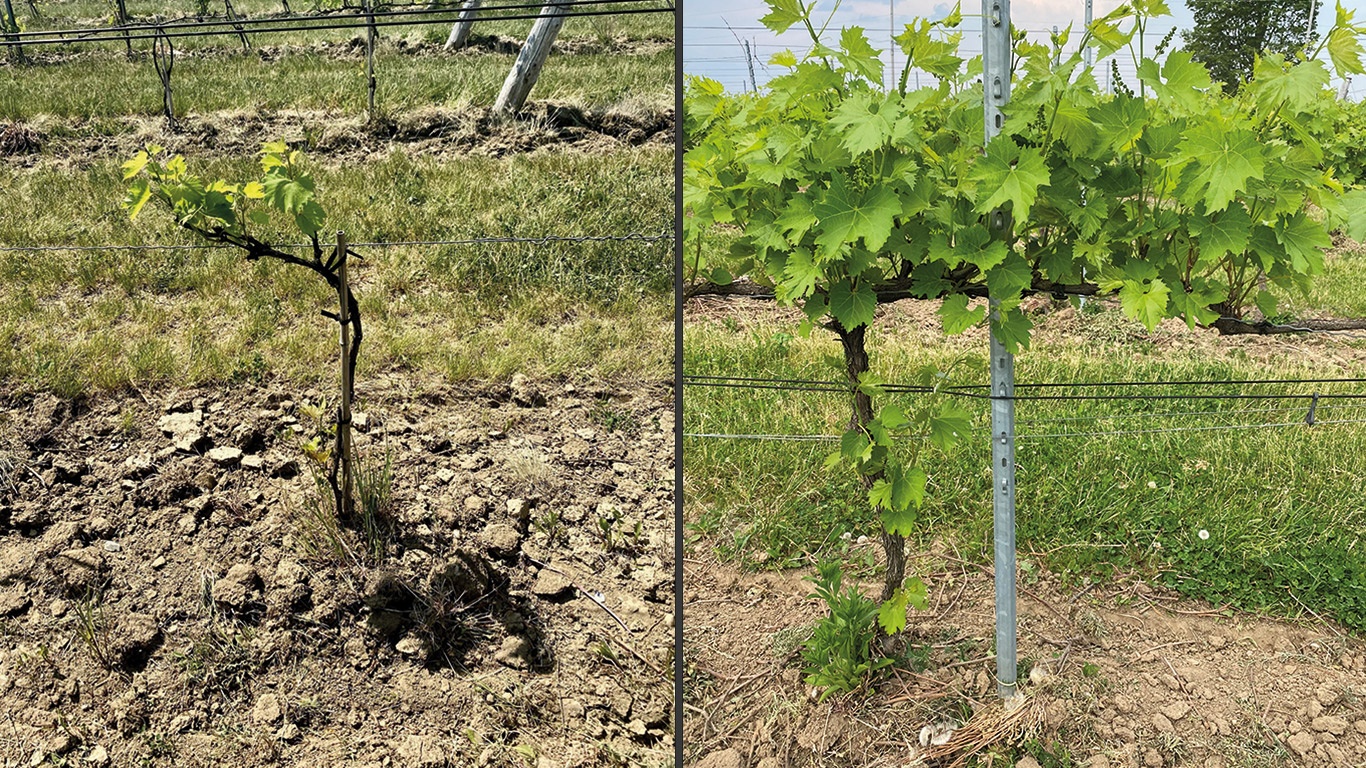 À gauche, une vigne poussant en sol compacté, dont la productivité s’annonce faible, et à droite, une vigne en meilleure santé poussant dans un sol en bonne condition. Crédit photo : Sophie Lachapelle / TCN