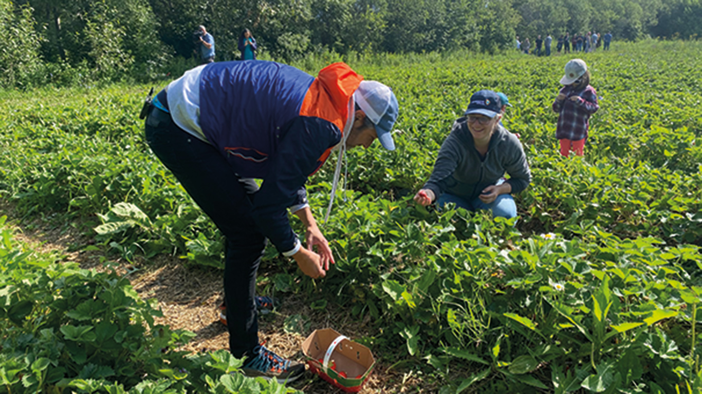 Bob le chef s’est régalé des fraises de Nordvie, à Saint-Bruno-de-Guigues au Témiscamingue, les « plus sucrées » qu’il ait eu l’occasion de manger. Photo : Émilie Parent-Bouchard